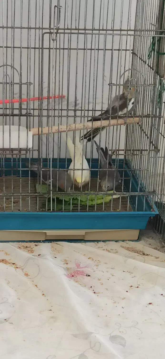 عروس هلندی|پرنده|بجنورد, |دیوار