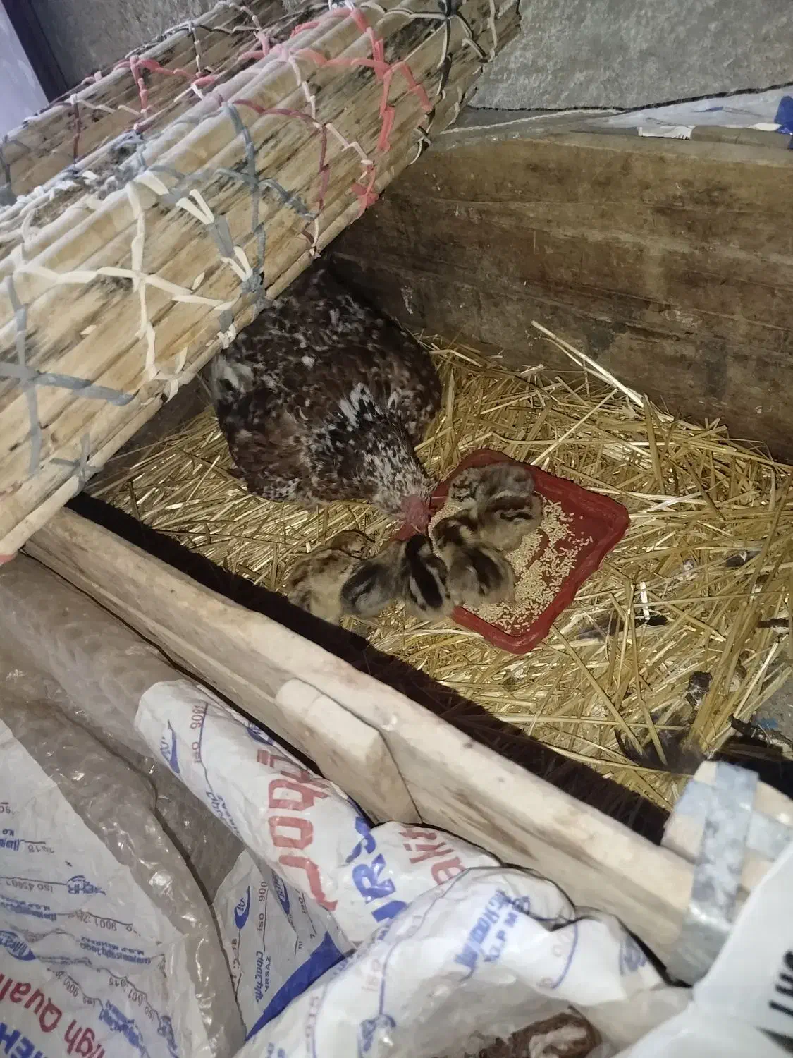 مرغ گلین وجوجه|حیوانات مزرعه|کارزان, |دیوار