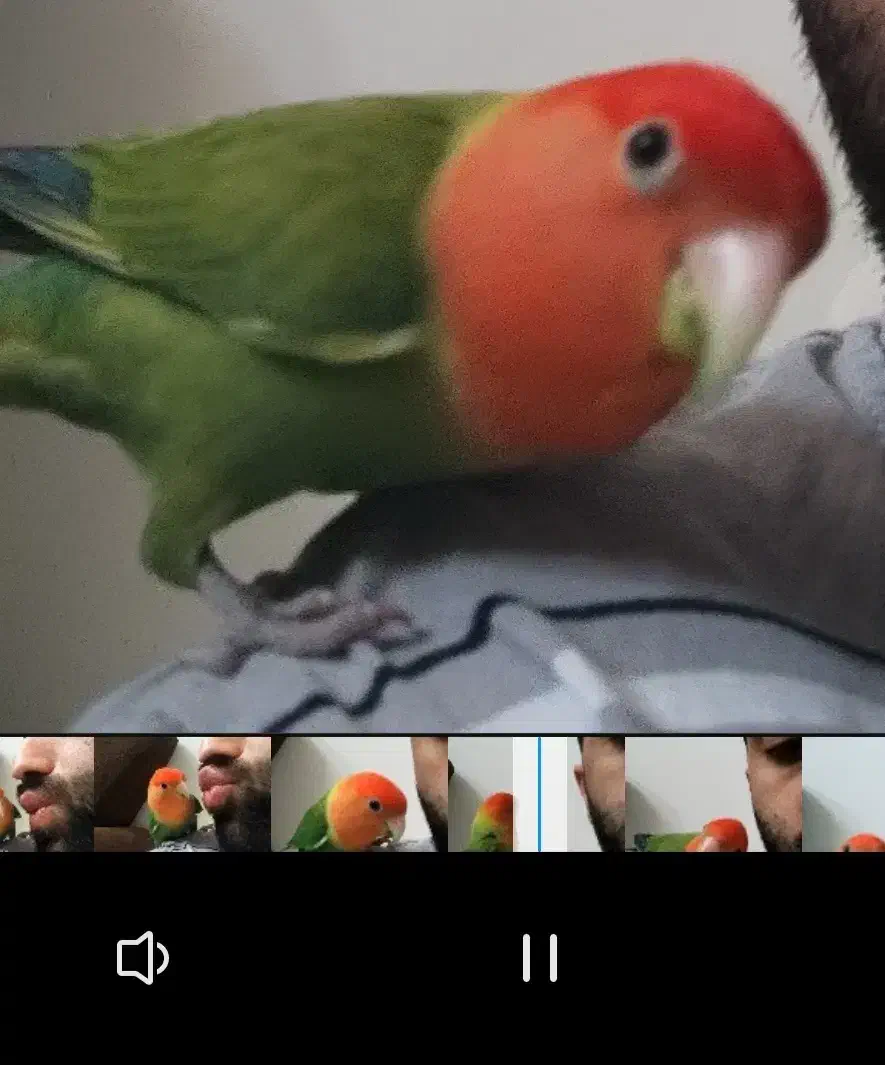 طوطی برزیلی گمشده|حیوانات|اهواز, زیتون کارمندی|دیوار