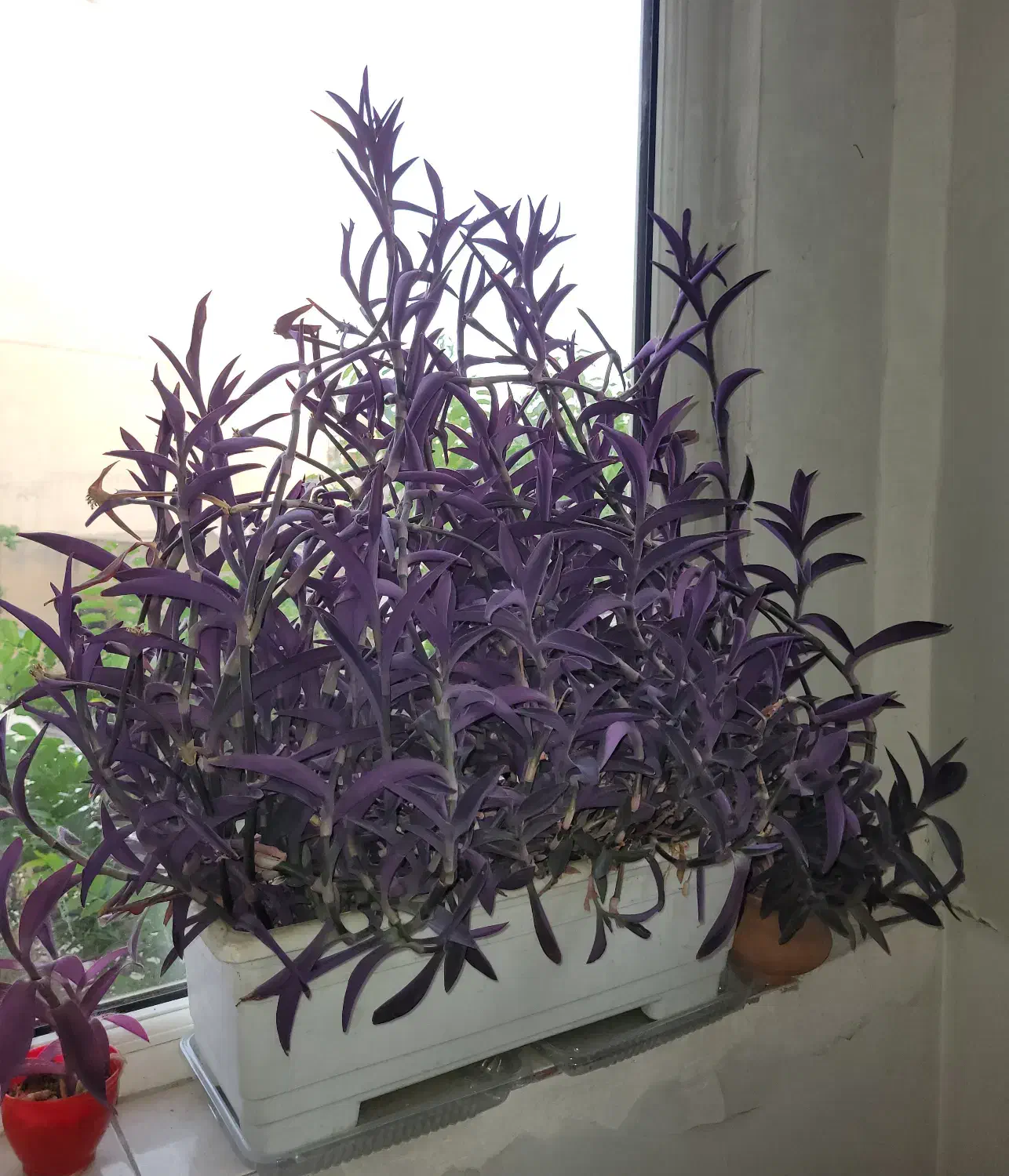 حراج گیاهان آپارتمانی|گل و گیاه طبیعی|تهران, امانیه|دیوار