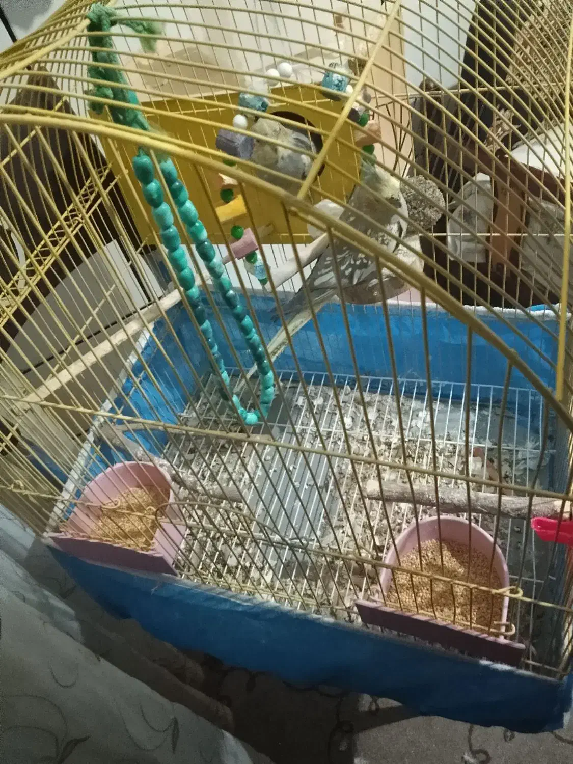 یه جفت عروس هلندی|پرنده|خمینی‌شهر, |دیوار