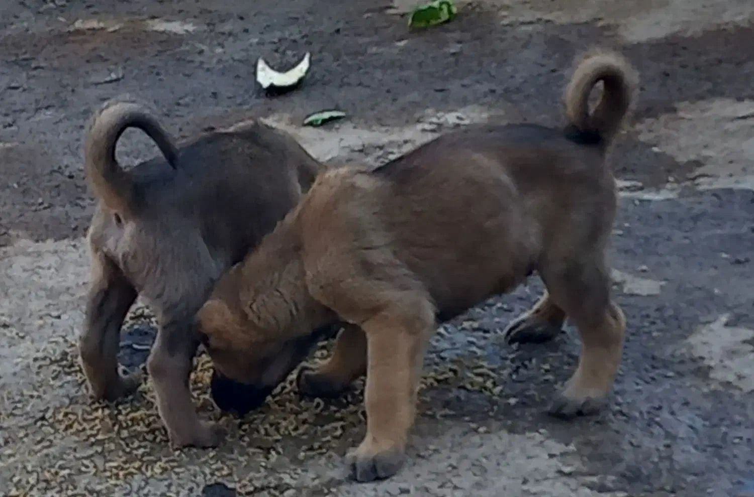 سگ سرابی|سگ|شاهیوند, |دیوار