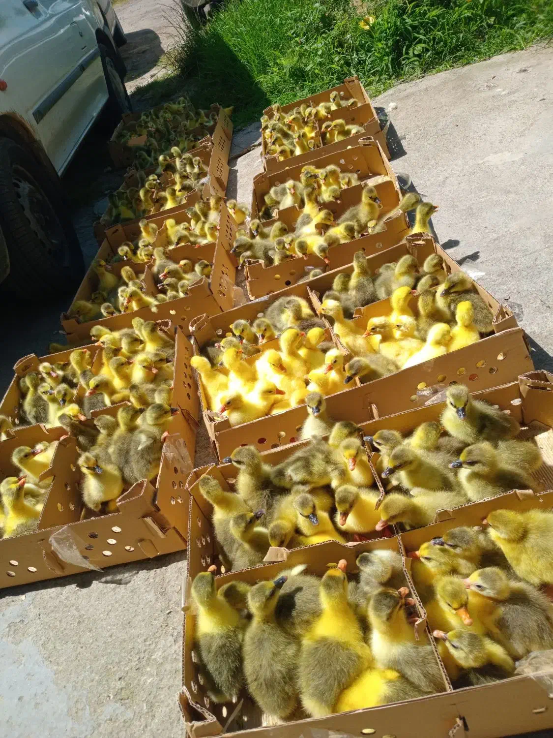 جوجه غاز موجوده هم اکنون|حیوانات مزرعه|آستانه اشرفیه, |دیوار