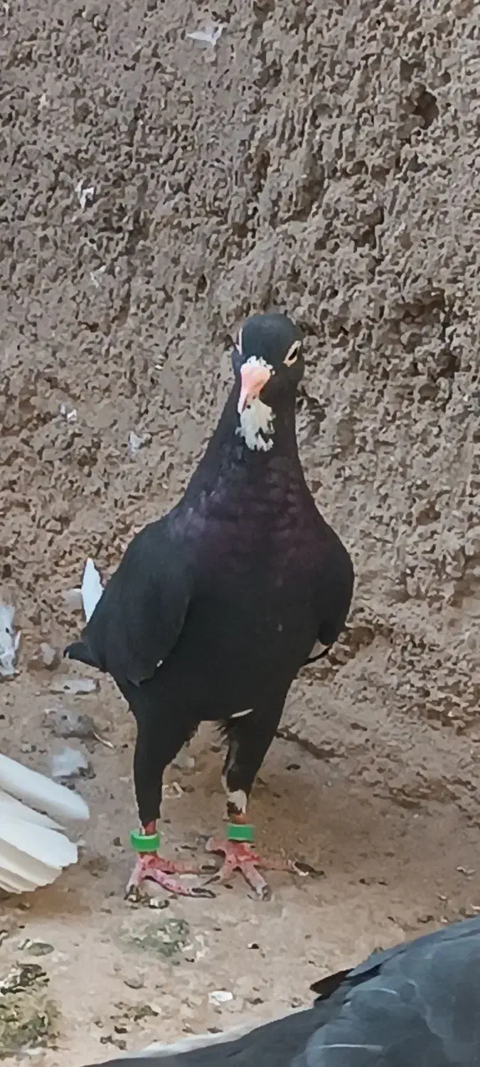 دوتا ماده سیاه پلنگ|پرنده|زرند, |دیوار