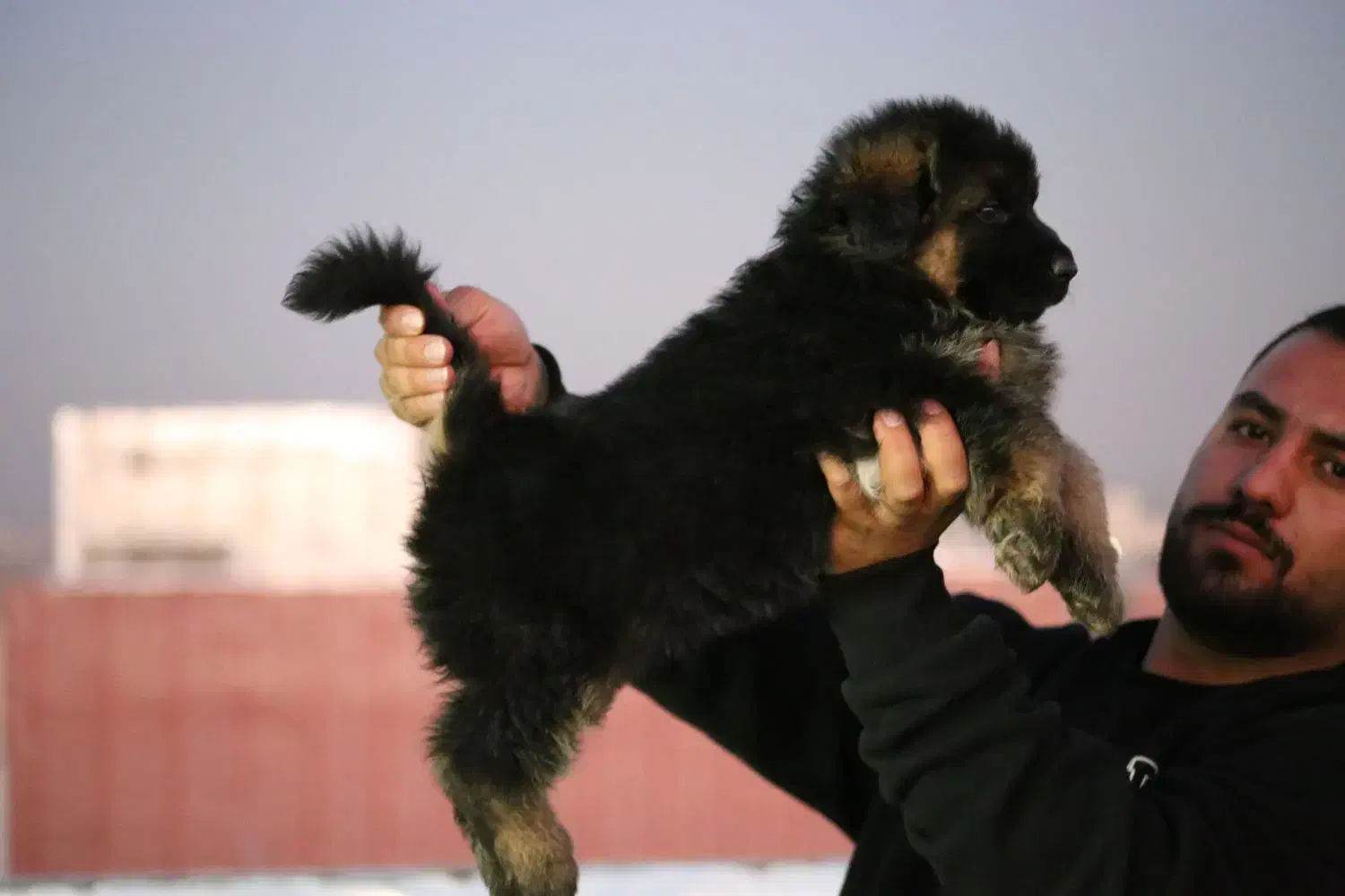 توله ژرمن|سگ|شهریار, شهریار|دیوار