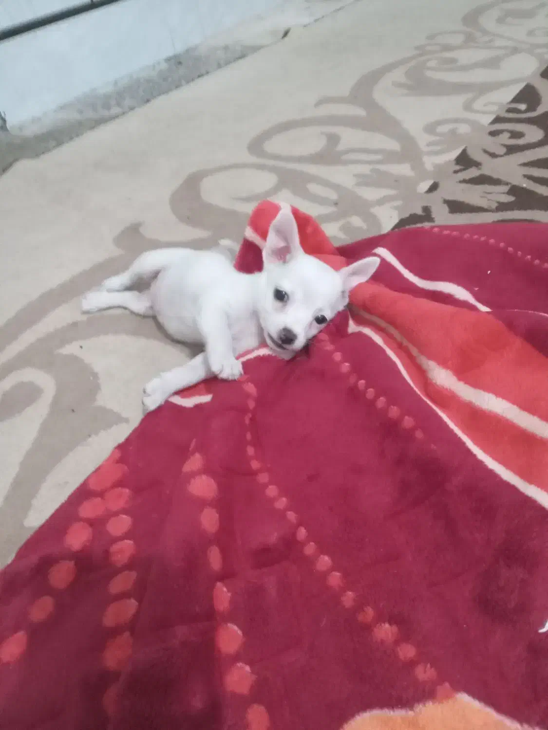 سگ شیواوانر|سگ|دزفول, |دیوار