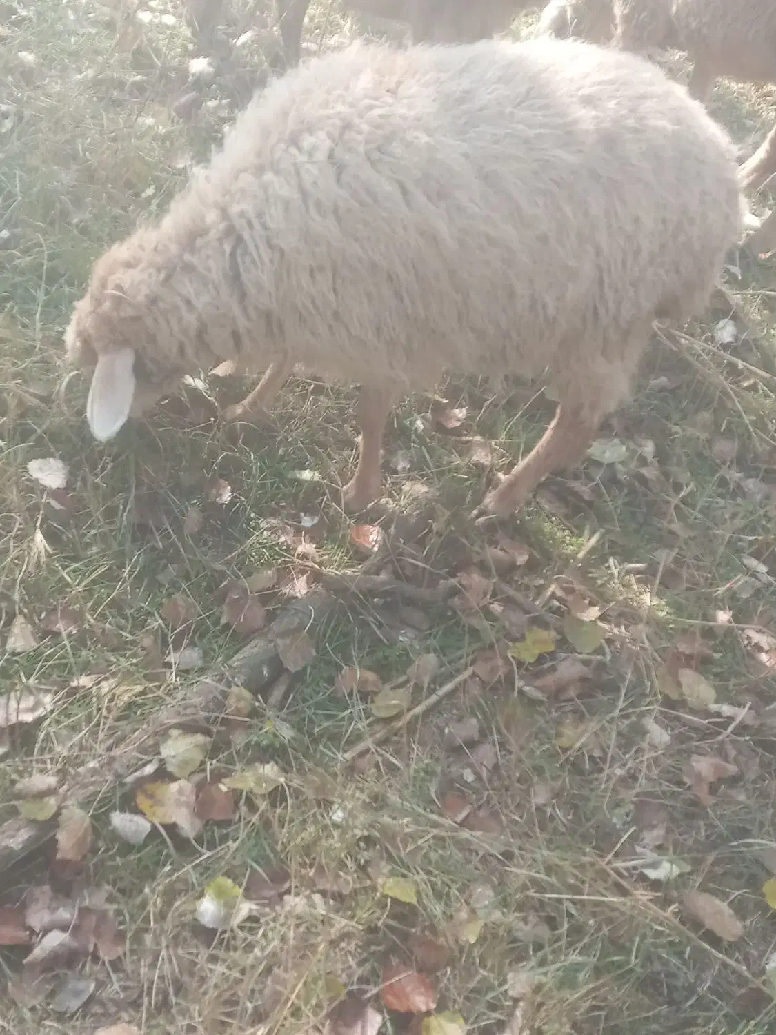 ۵ عدد توغلو ماده|حیوانات مزرعه|پارس‌آباد, |دیوار