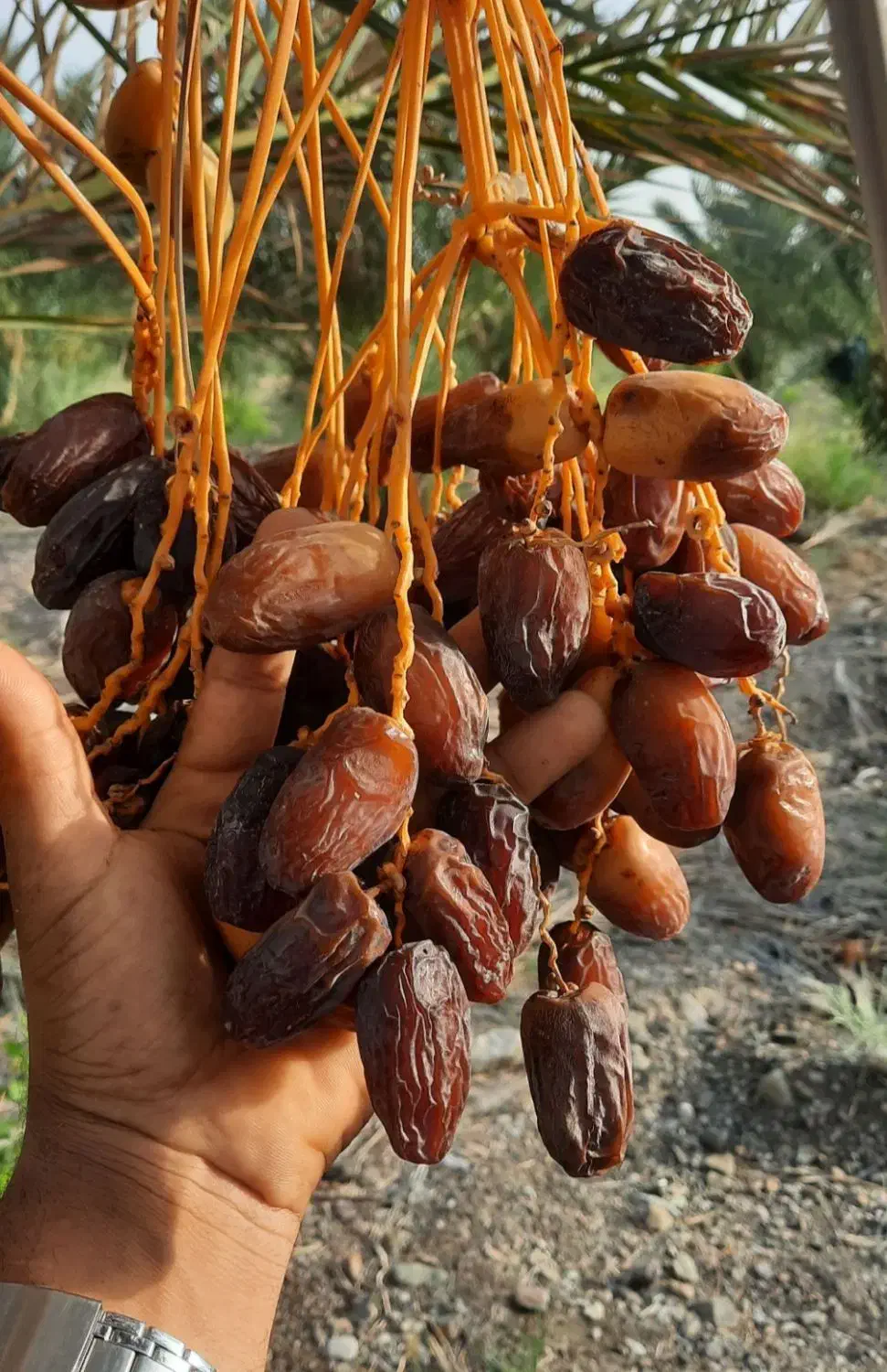 نهال های خرما|خدمات باغبانی و درختکاری|مرودشت, ژیان|دیوار