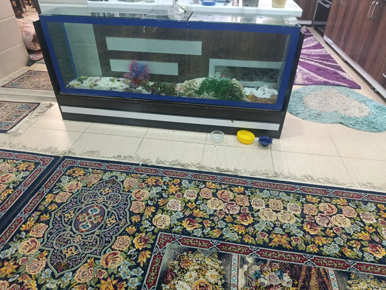 آکواریوم|ماهی|یزد, |دیوار