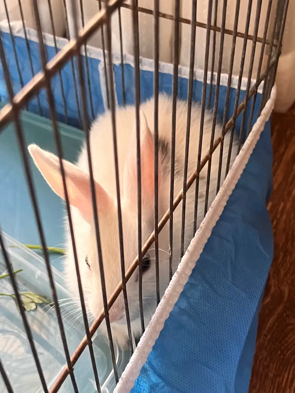 خرگوش|موش و خرگوش|سیرجان, |دیوار