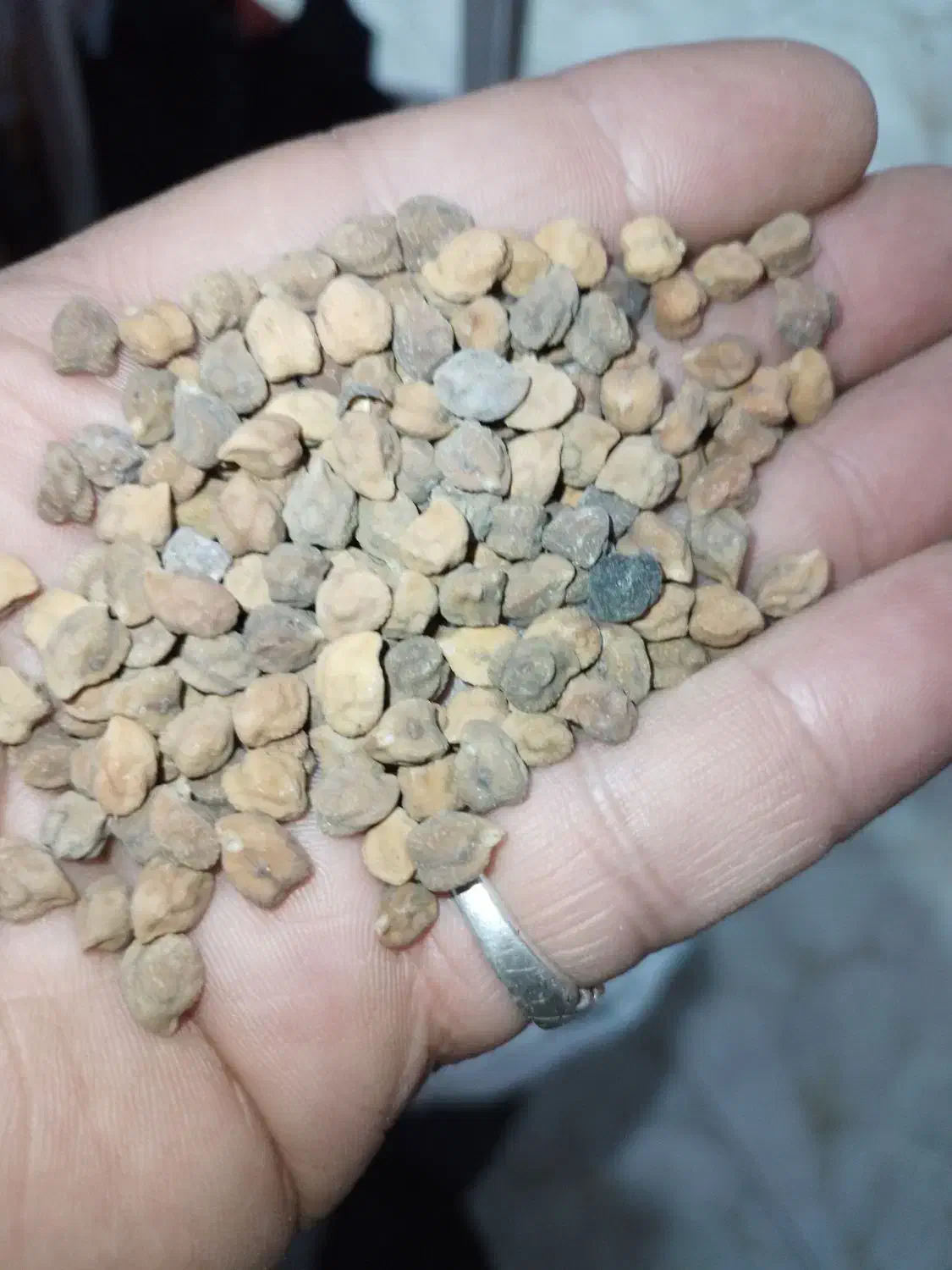 نخود لپه|خوردنی و آشامیدنی|مشکین‌دشت, |دیوار