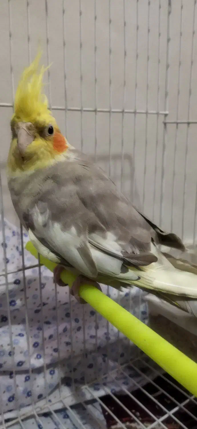 فروش عروس هلندی|پرنده|شیراز, فاضل|دیوار