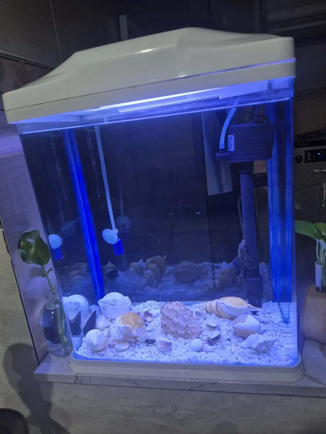 آکواریوم|ماهی|ری, ولی آباد|دیوار