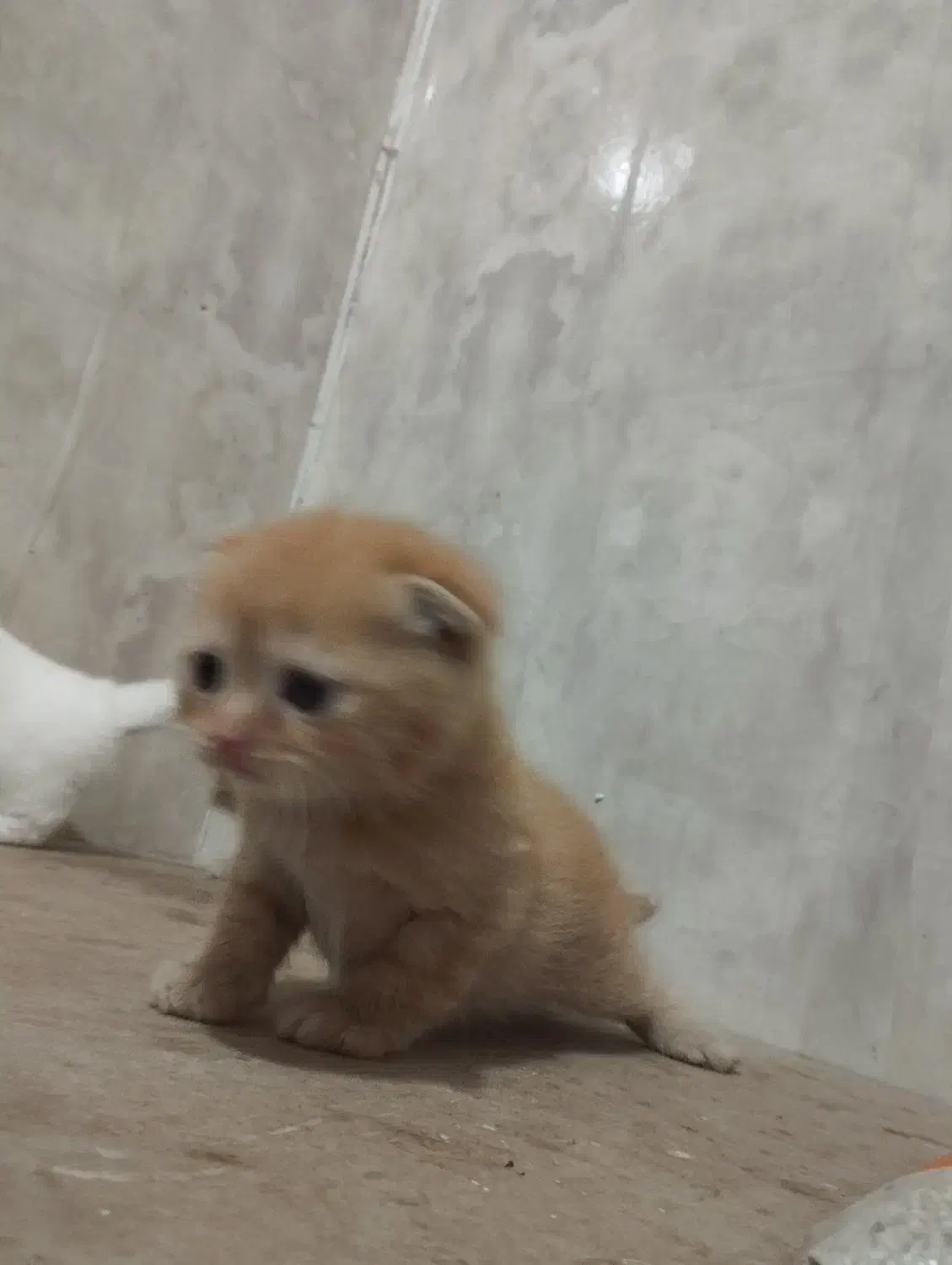 اسکاتیش و پرشین طلایی|گربه|تبریز, |دیوار