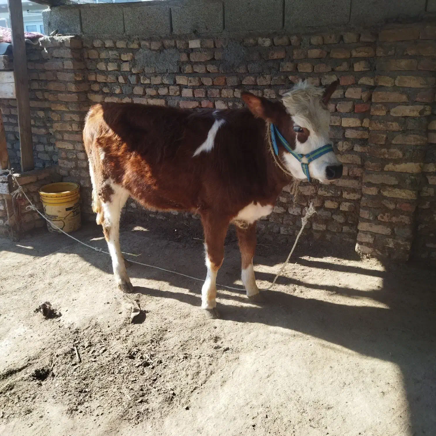 گوساله ماده چاق هیکل درشت|حیوانات مزرعه|گمیشان, |دیوار