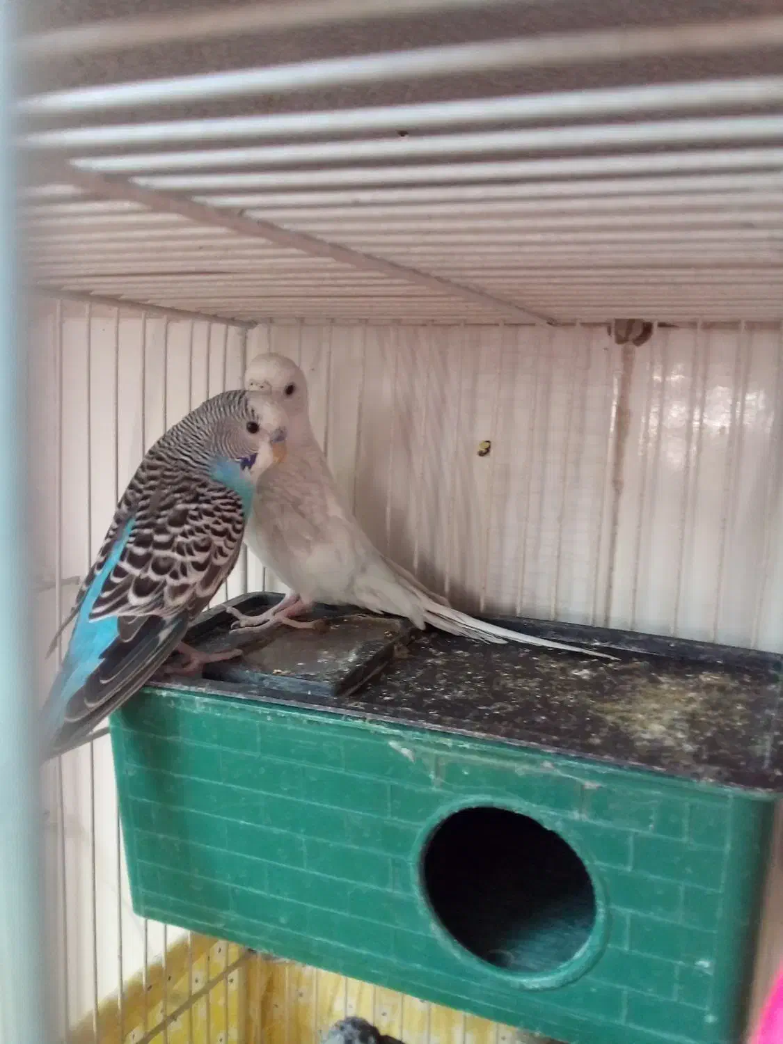 باسلام فروش یامعاوضه جفت مرغ عشق باجفت فنچ مولد|پرنده|بیرجند, |دیوار