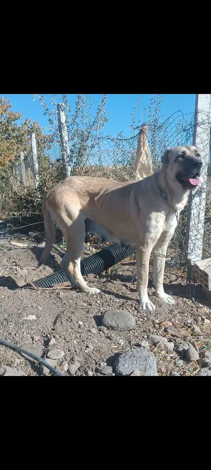 ماده سرابی از جنس پله میانه|سگ|سراب, |دیوار