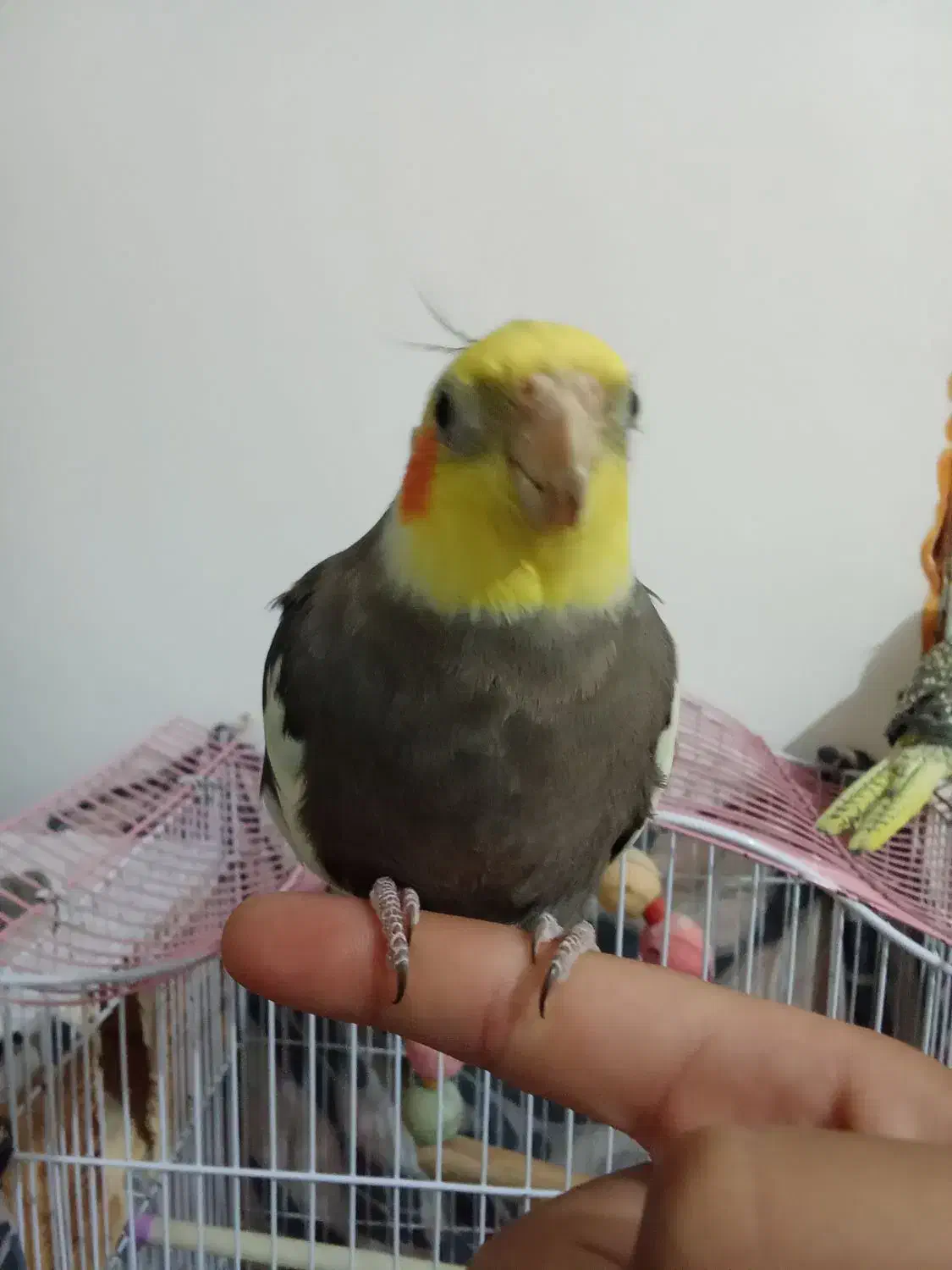 عروس هلندی نر و ماده با قفس|پرنده|شاندرمن, |دیوار