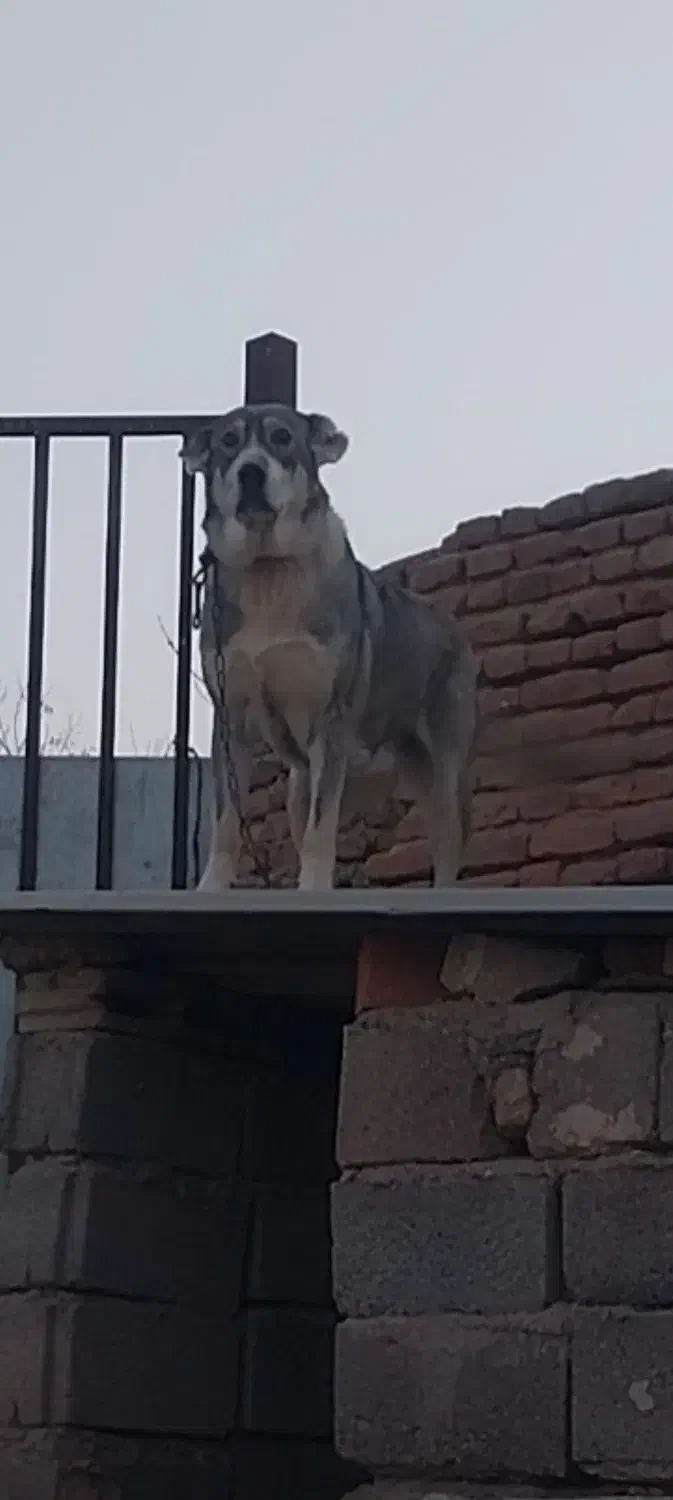 سک سرابی ماده ۱۱ ماهه|سگ|ایلخچی, |دیوار