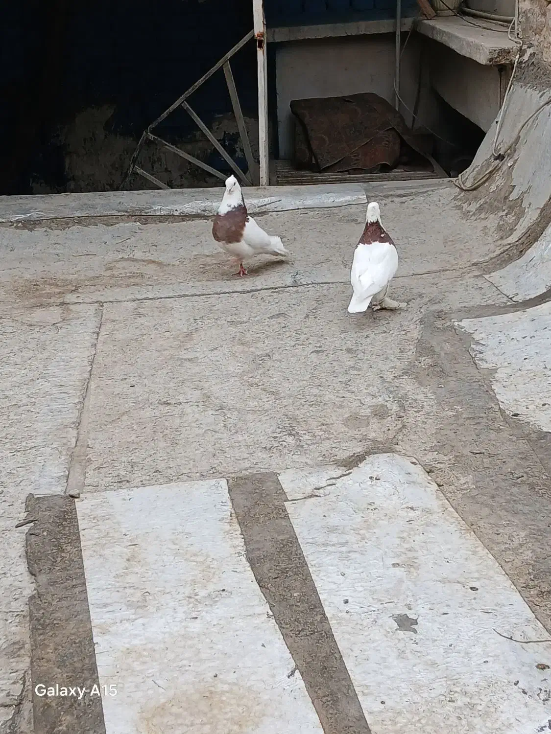 طوقی مهر معاوضه با سره بخون|پرنده|تهران, یافت آباد جنوبی|دیوار