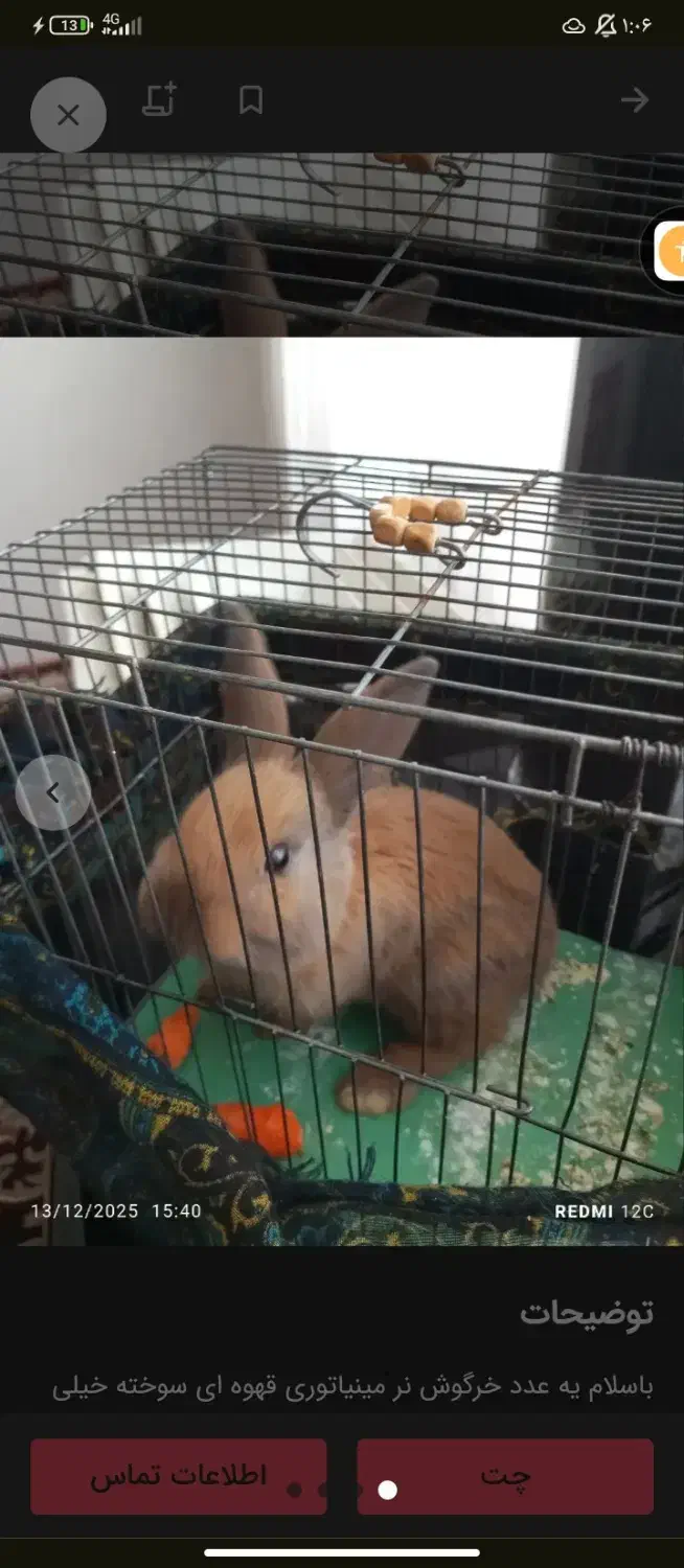 خرگوش.مینی|موش و خرگوش|کرمانشاه, |دیوار