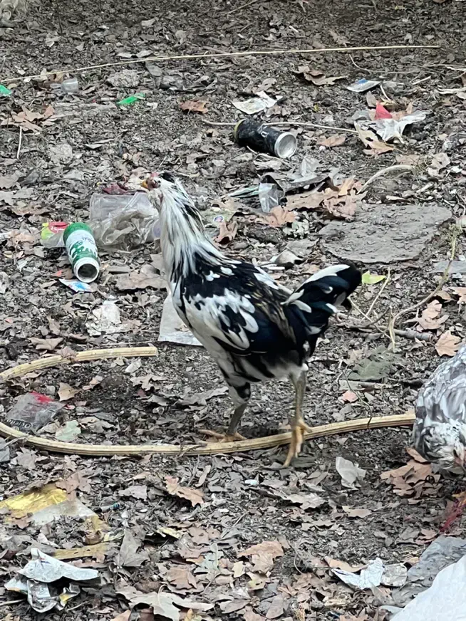 خروس گلین ۵ ماهه|حیوانات مزرعه|شهریار, کهنز|دیوار