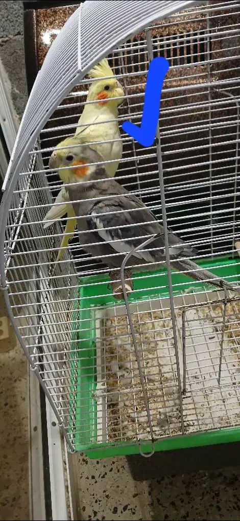 عروس هلندی|پرنده|نشتارود, |دیوار