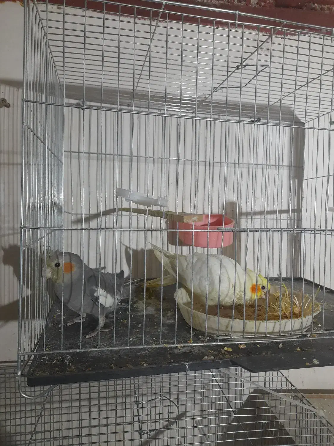 پرنده عروس هلندی مولد جوجه فنچ نرگسی|پرنده|تهران, شکوفه (عبدل آباد)|دیوار