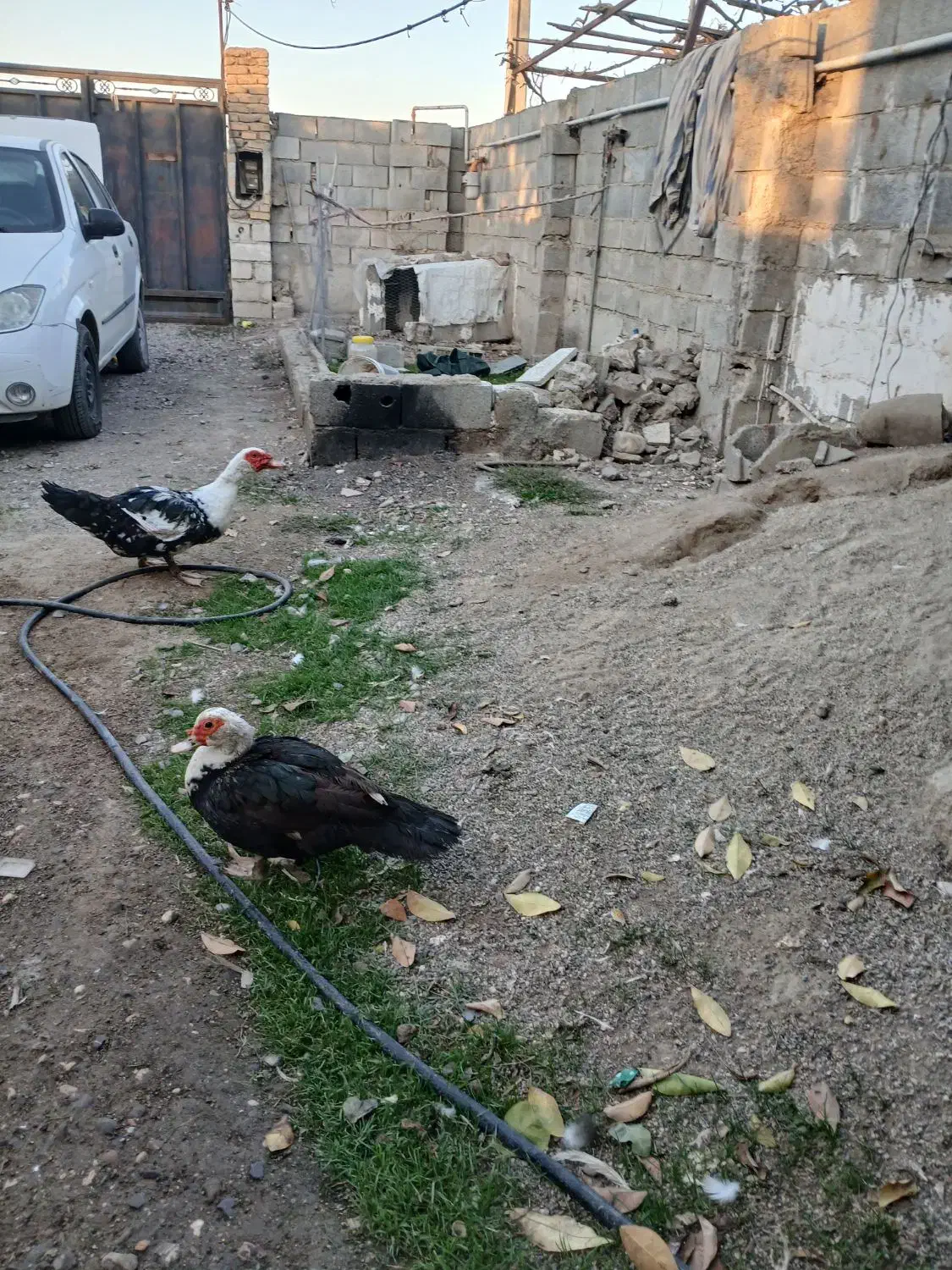 اوردک خارجی یک جفت بالغ و سرحال|حیوانات مزرعه|گنبد کاووس, |دیوار