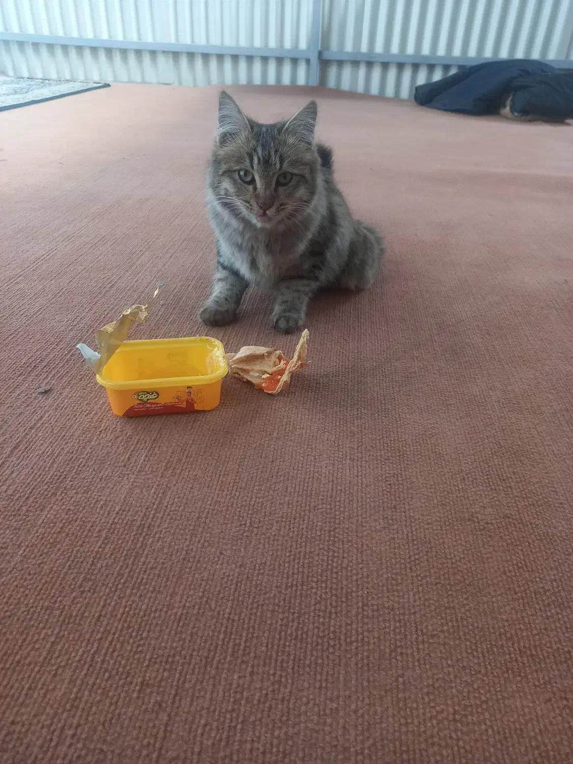 گمشده|گربه|کرمان, |دیوار