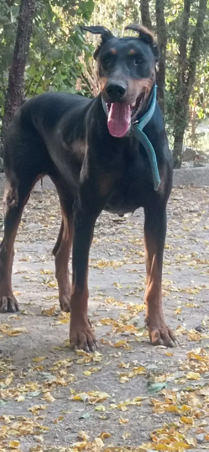 سگ دوبرمن ماده اصیل|سگ|خاوران, |دیوار