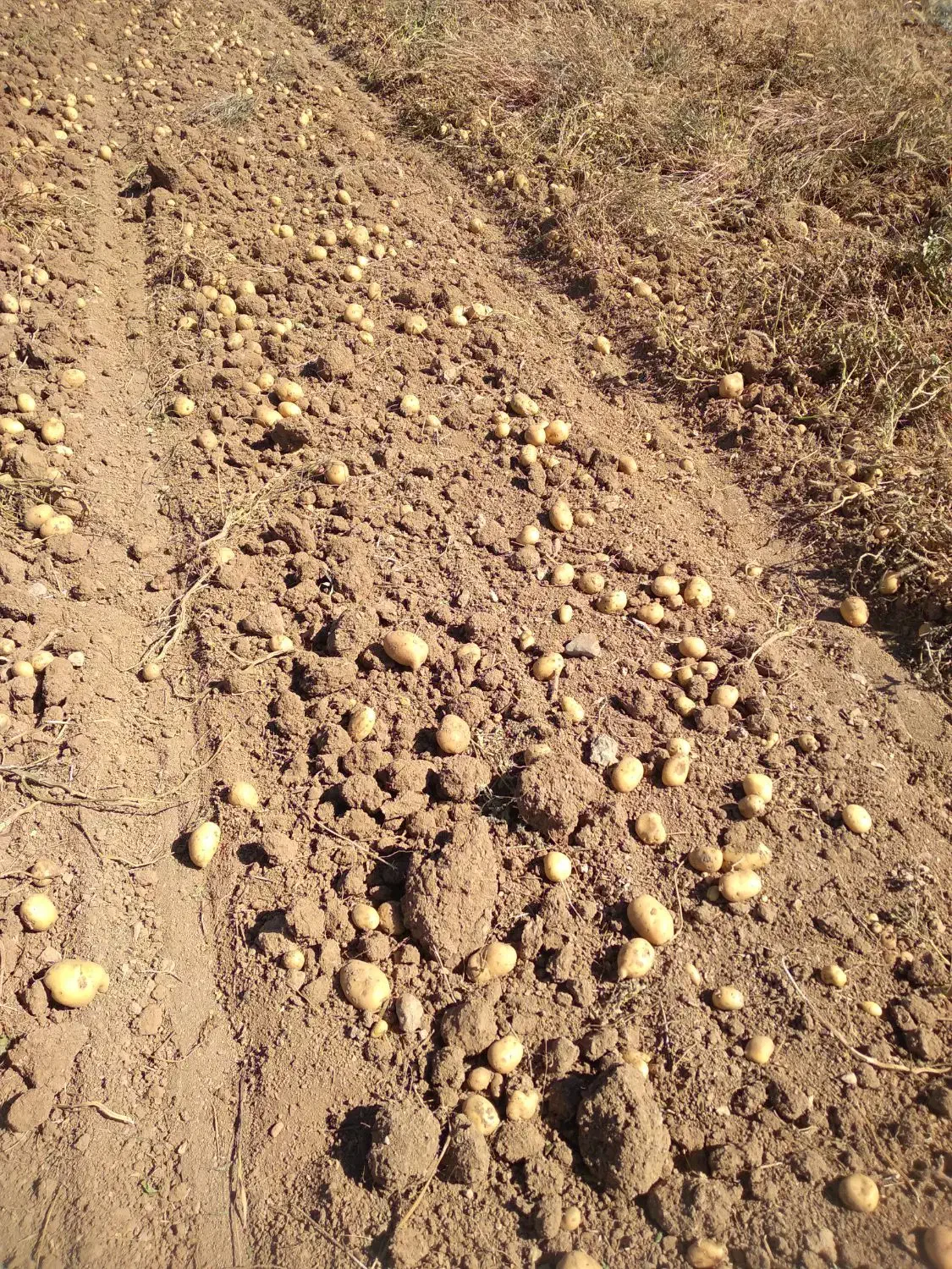 سیب زمینی فریدن|عمدهفروشی|داران, |دیوار