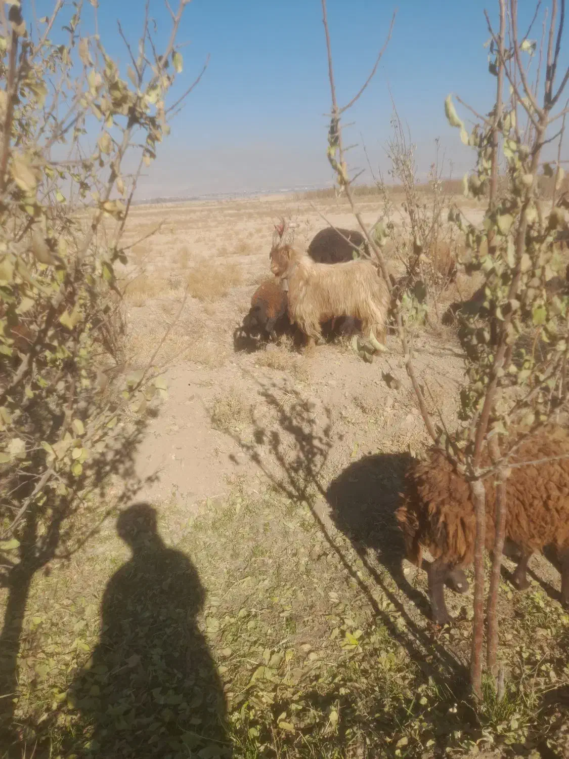 نربز همون خلاو دو ساله جلو کش|حیوانات مزرعه|نیشابور, دربقاضی|دیوار