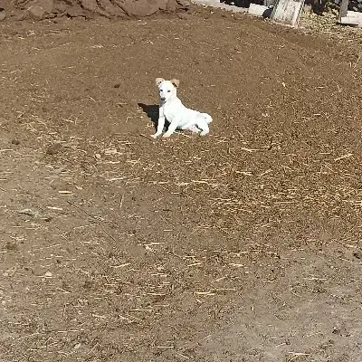 واگذاری 3تا پاکوتاه|سگ|ترکمانچای, |دیوار