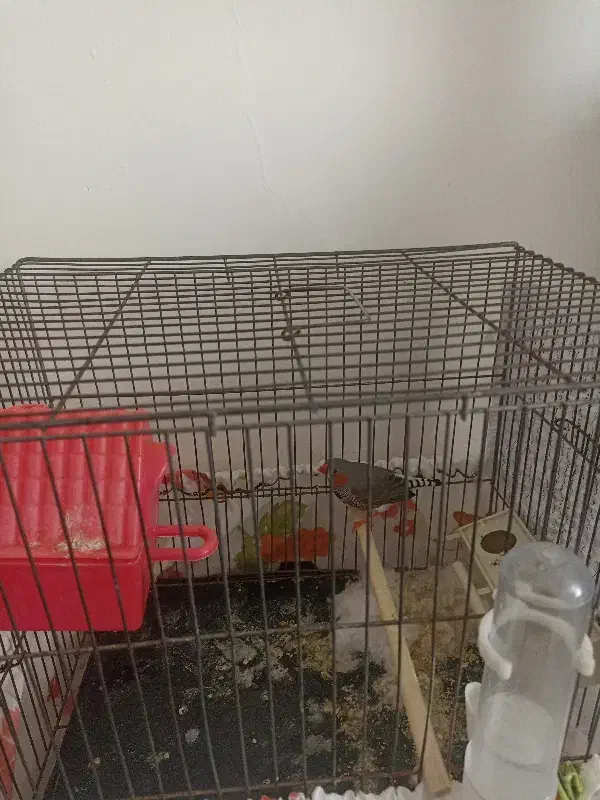 فنج|پرنده|زنجان, |دیوار