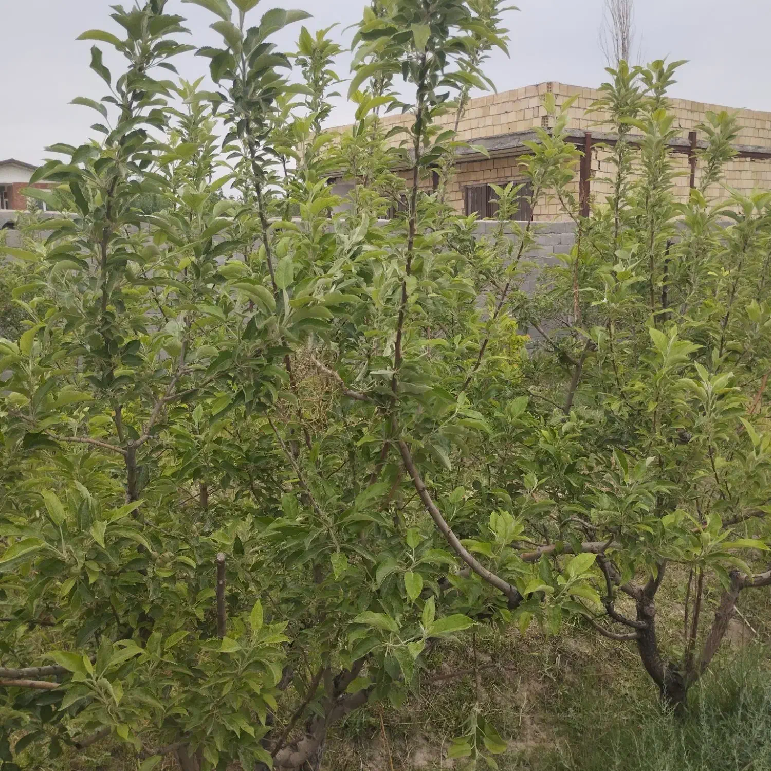 باغ ۴۰۰متر رامجین|فروش دفتر صنعتی، کشاورزی، تجاری|رامجین, |دیوار