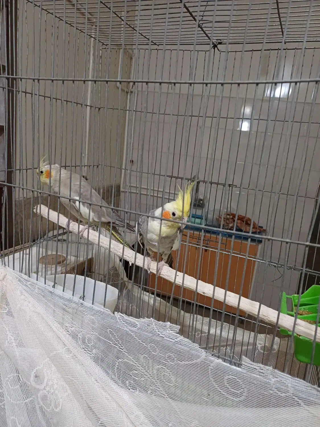 یک جفت عرووس مولد|پرنده|چادگان, |دیوار