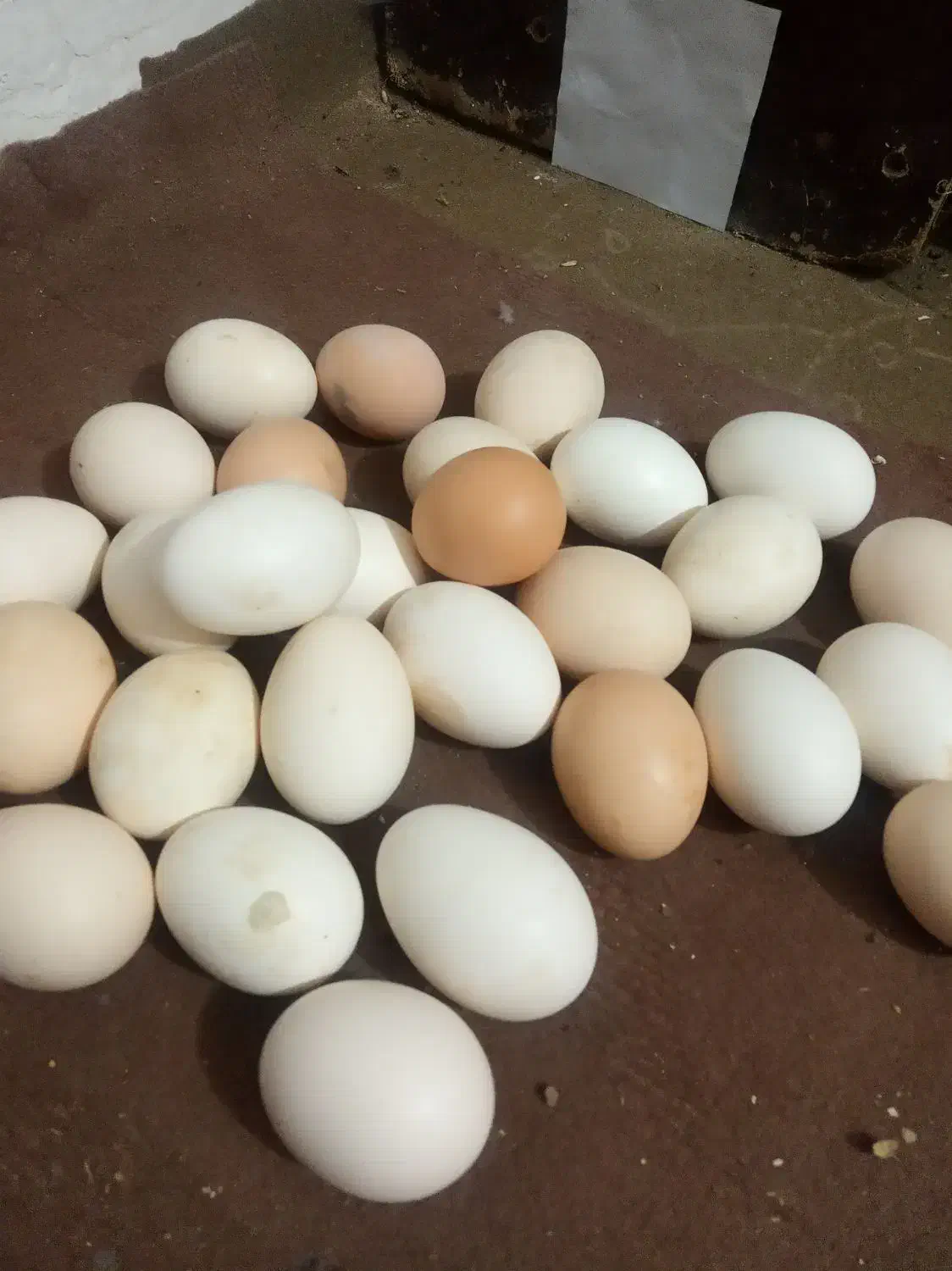 تخم مرغ رسمی تازه|خوردنی و آشامیدنی|هشتگرد, تهران دشت|دیوار