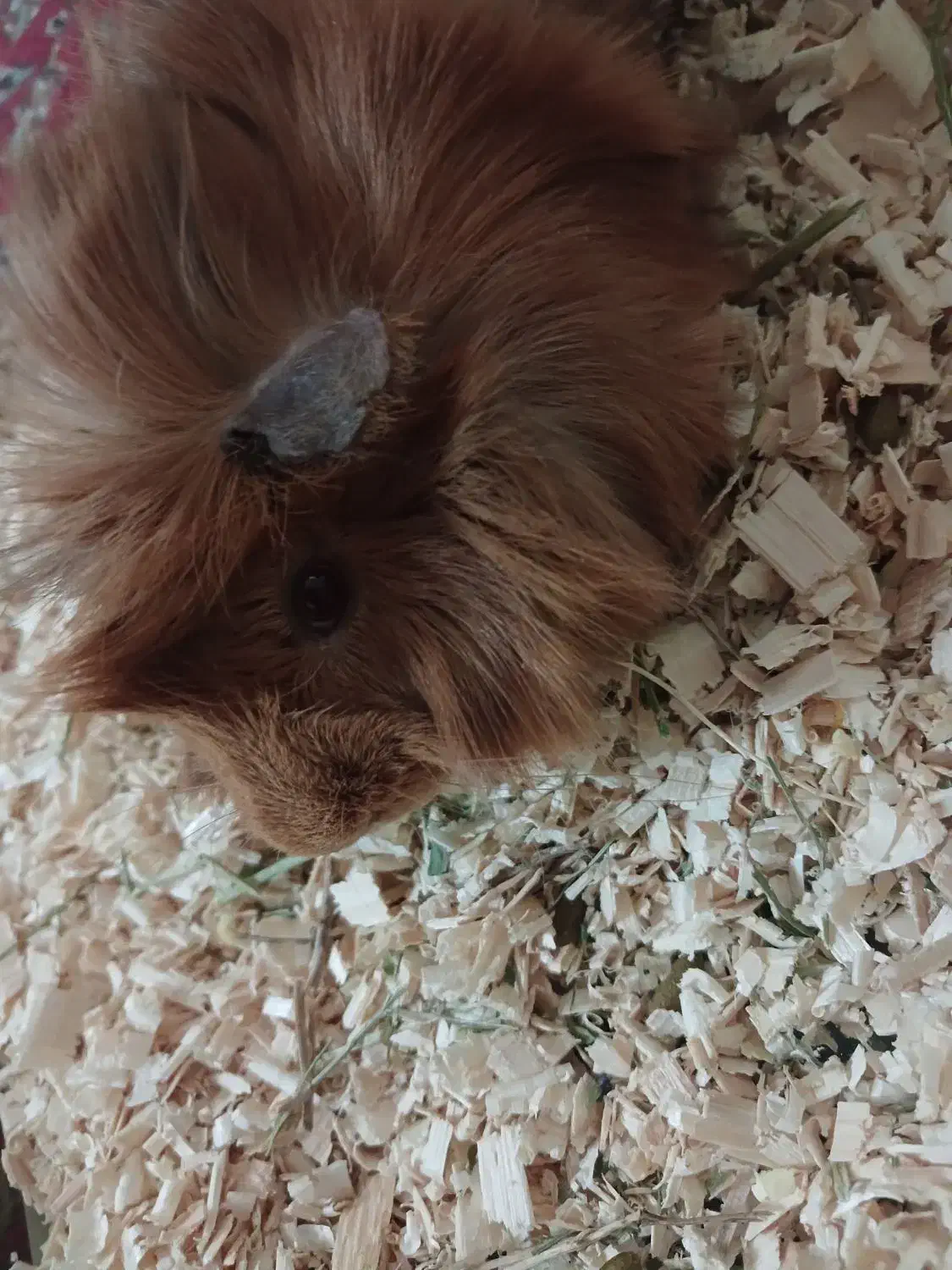 خوکچه هندی|موش و خرگوش|ری, سیزده آبان|دیوار