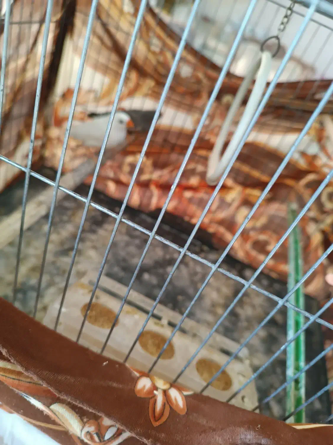 یک جفت فنچ|پرنده|هشتگرد, شهرک بعثت|دیوار