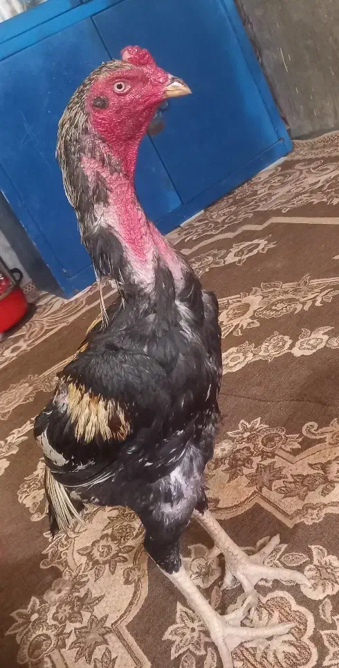 مرغ و خروس سالم فروشی|حیوانات مزرعه|سراوان, |دیوار