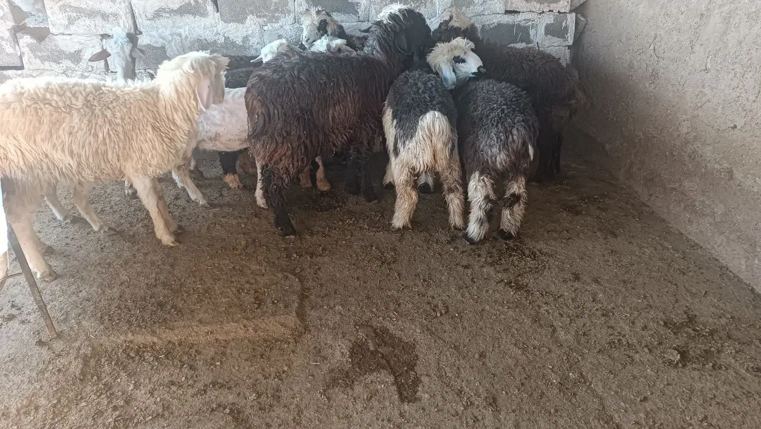 بره|حیوانات مزرعه|گتوند, |دیوار