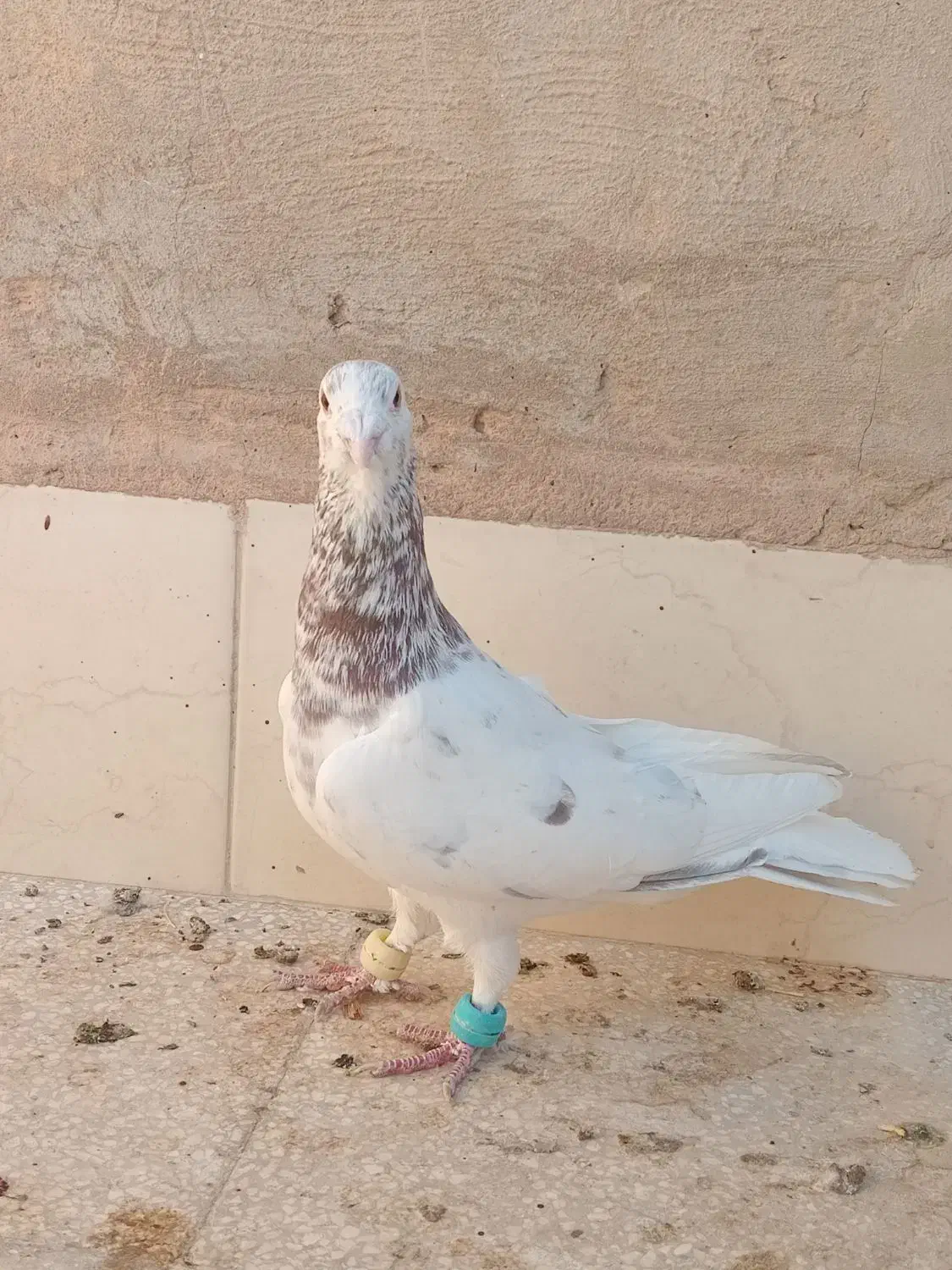 کفترپرشی|پرنده|اسفراین, |دیوار