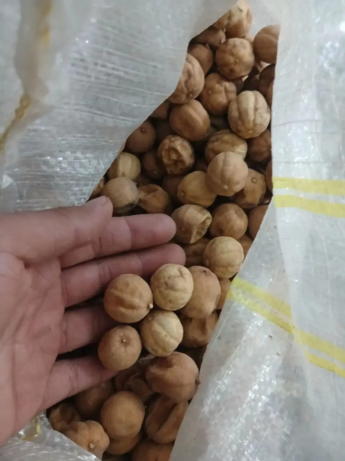 تخمه دورنگ کشمش ذرت ماش بادام زمینی|خوردنی و آشامیدنی|بروجرد, |دیوار