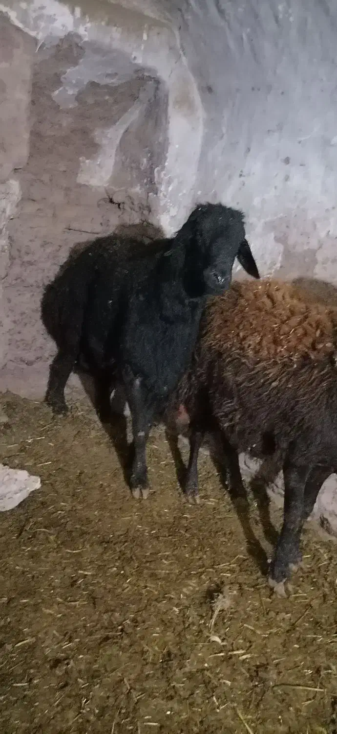 سلام یک راس قوچ قره قزل اصل دودندان|حیوانات مزرعه|دشتابی, |دیوار