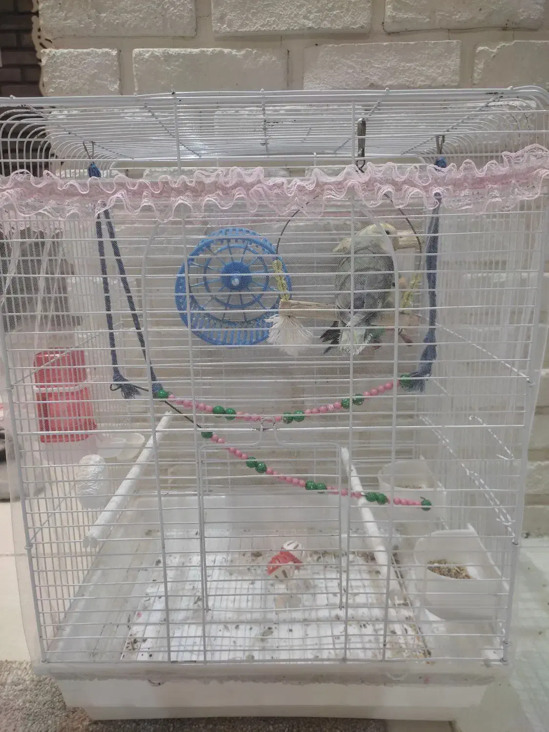 طوطی برزیلی نرو ماده|پرنده|رشت, نامجو|دیوار