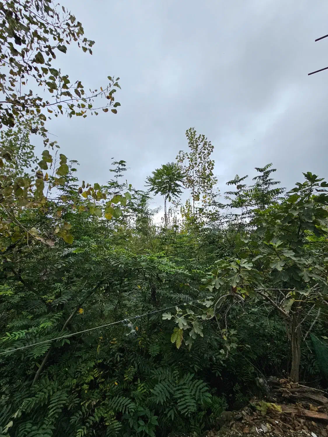 فروش ویلای ویودار/مناسب تفریح/ تاکسی خور|فروش خانه و ویلا|تالش, هشتپر|دیوار