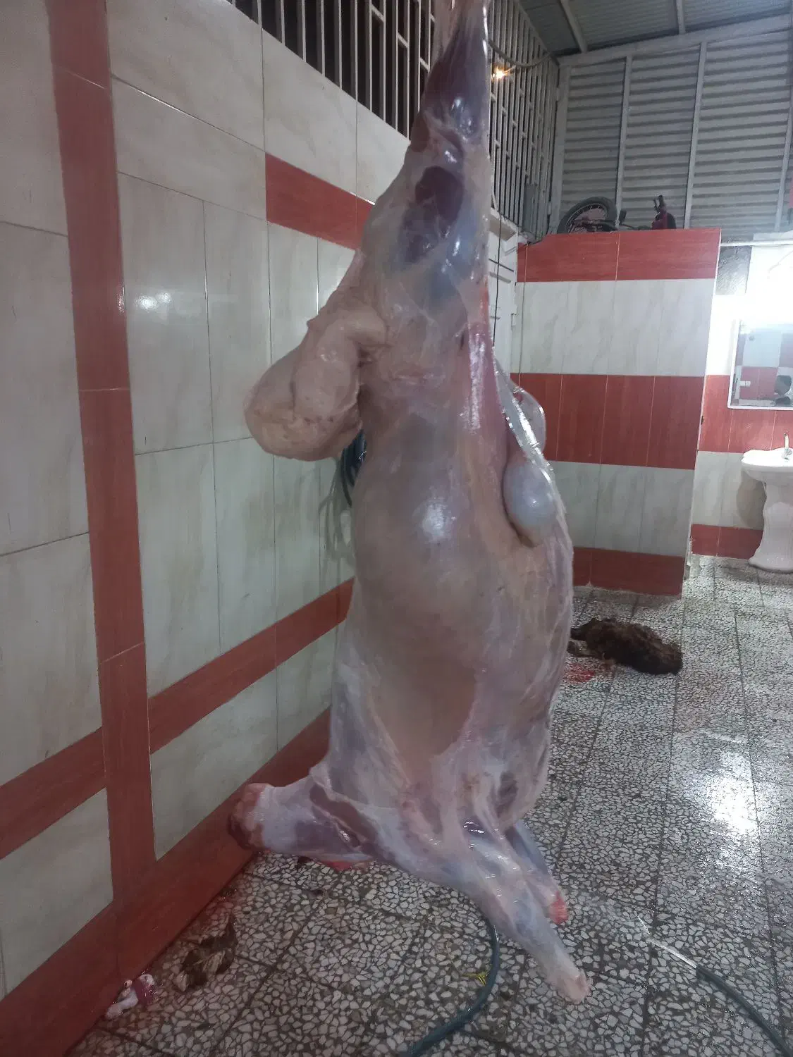 قصاب سیار وخوش قول|خدمات پذیرایی، مراسم|اندیمشک, |دیوار