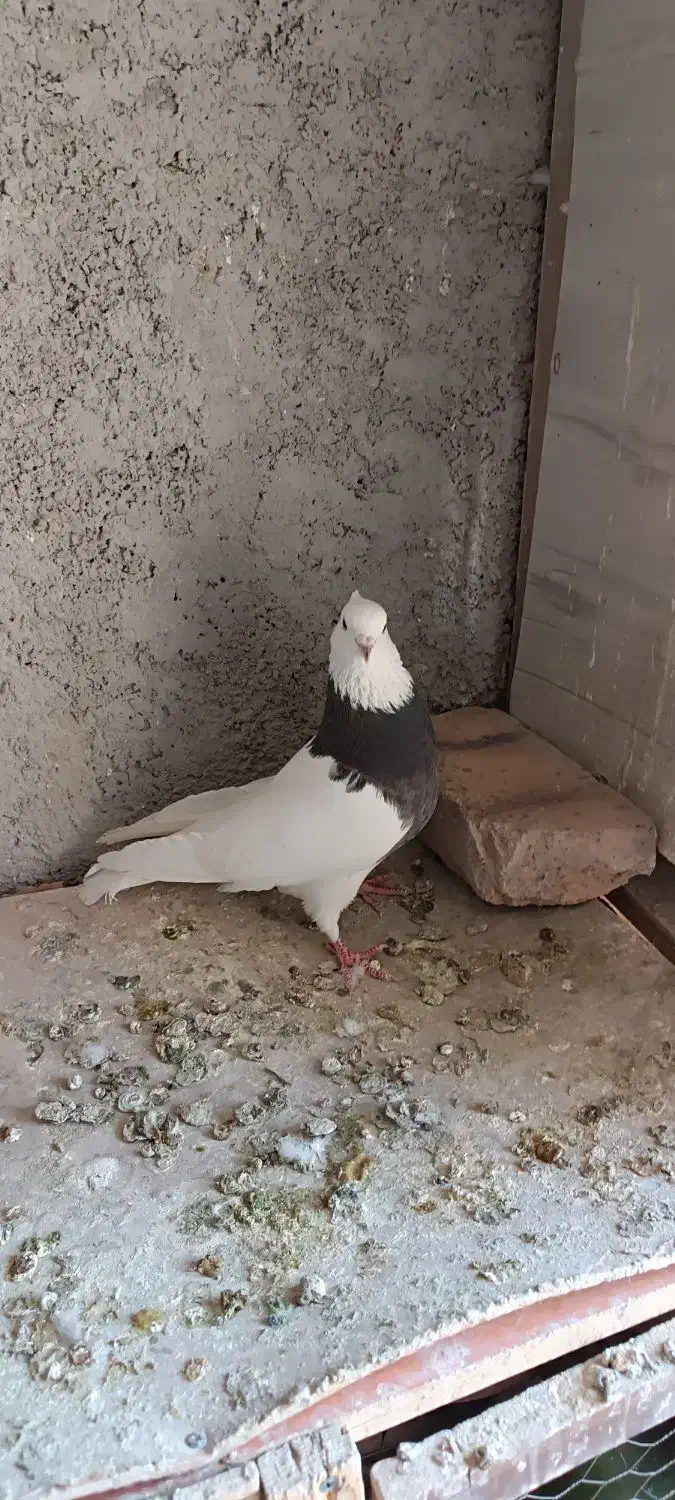 کبوتر طوقی|پرنده|رباطکریم, شترخوار|دیوار