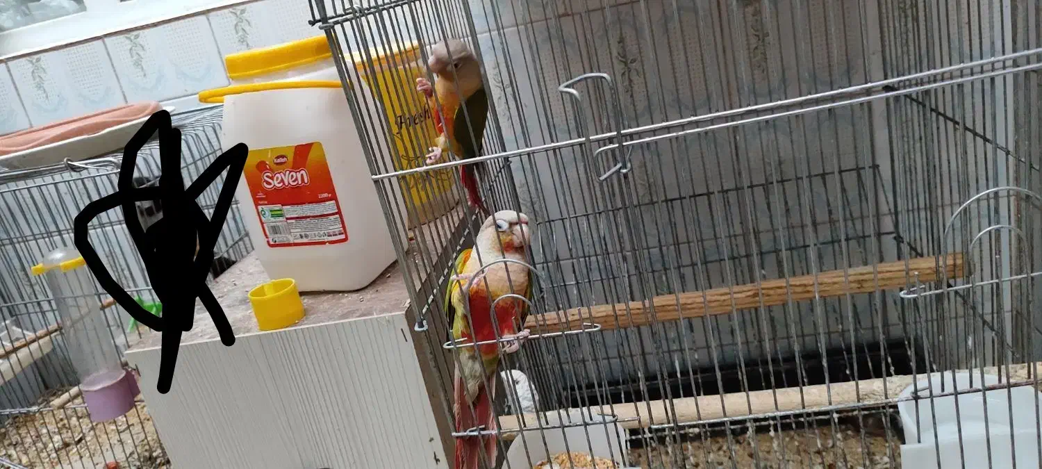 گرینچیک آناناسی مولد|پرنده|حمیدیا, |دیوار